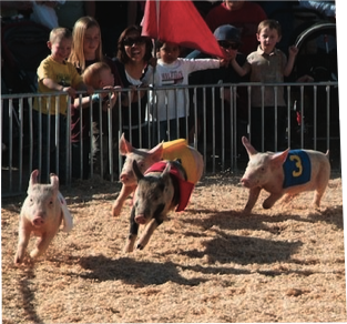 running pigs